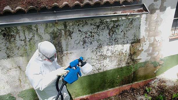 Top rated local Mold Remediation specialists in Osprey, FL